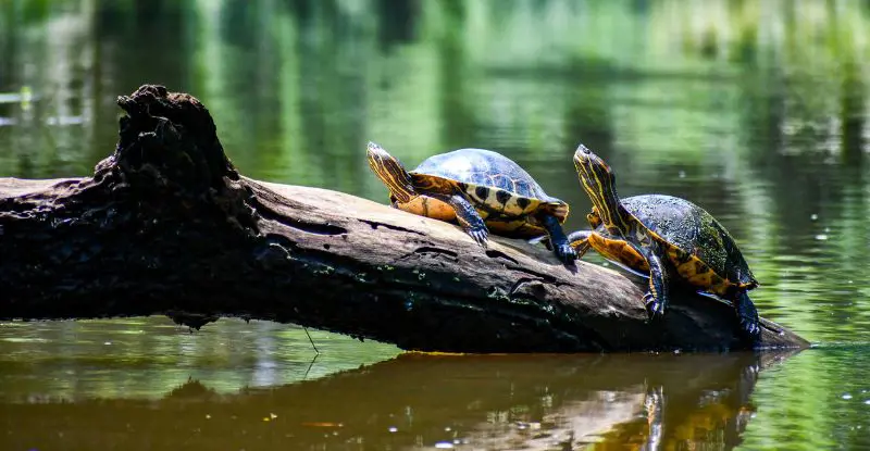 Parques Nacionales de Costa Rica con Guanacaste - Fly & Drive