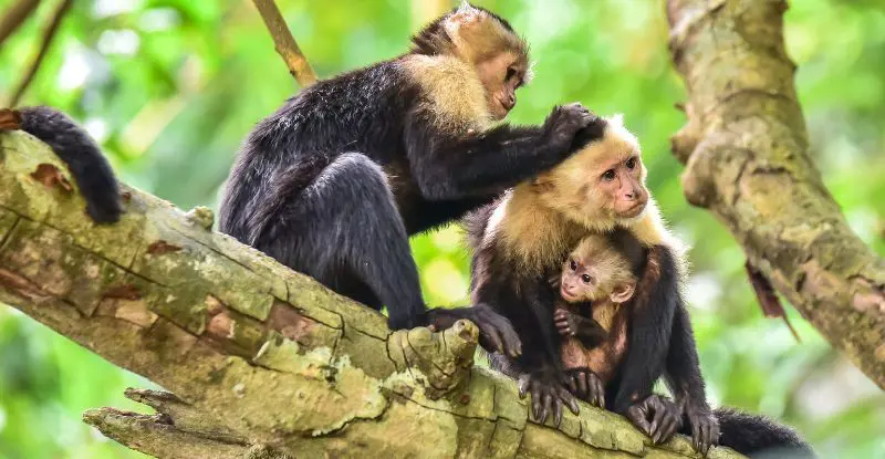 Gran Tour de Costa Rica con Manuel Antonio - Fly & Drive