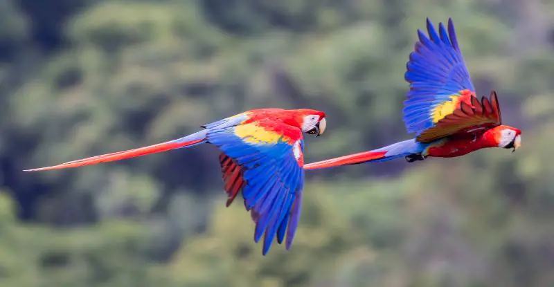 Gran Tour de Costa Rica con Guanacaste - Tour Regular