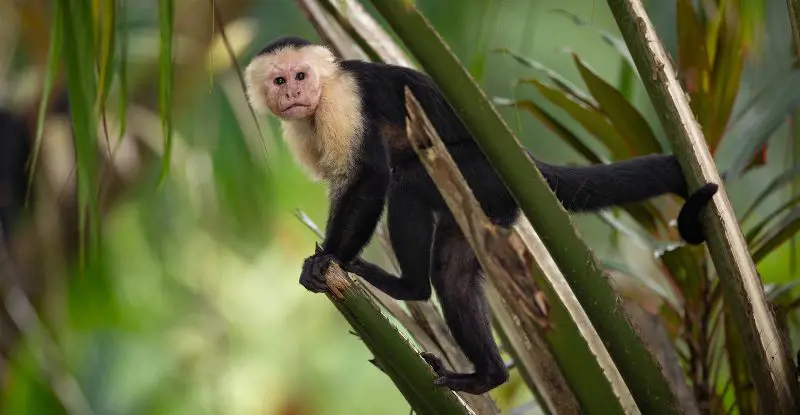 Contrastes de Costa Rica con Guanacaste - Tour Regular