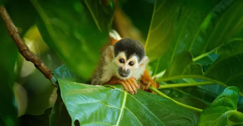 Parques Nacionales de Costa Rica con Manuel Antonio – Fly & Drive