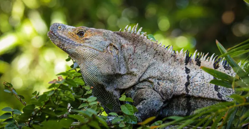 Parques Nacionales de Costa Rica con Guanacaste - Tour Regular