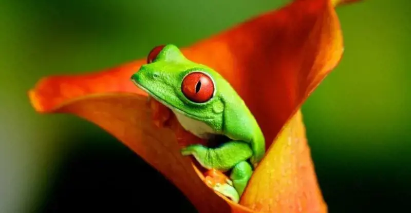 Costa Rica Mágica