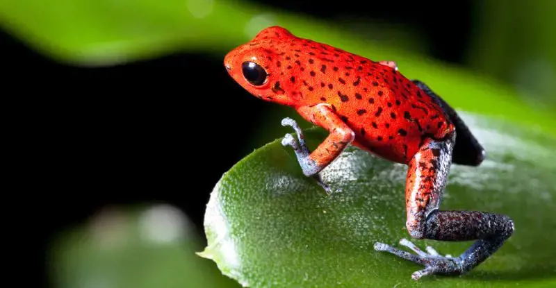 Costa Rica Mágica con Manuel Antonio – Tour Regular