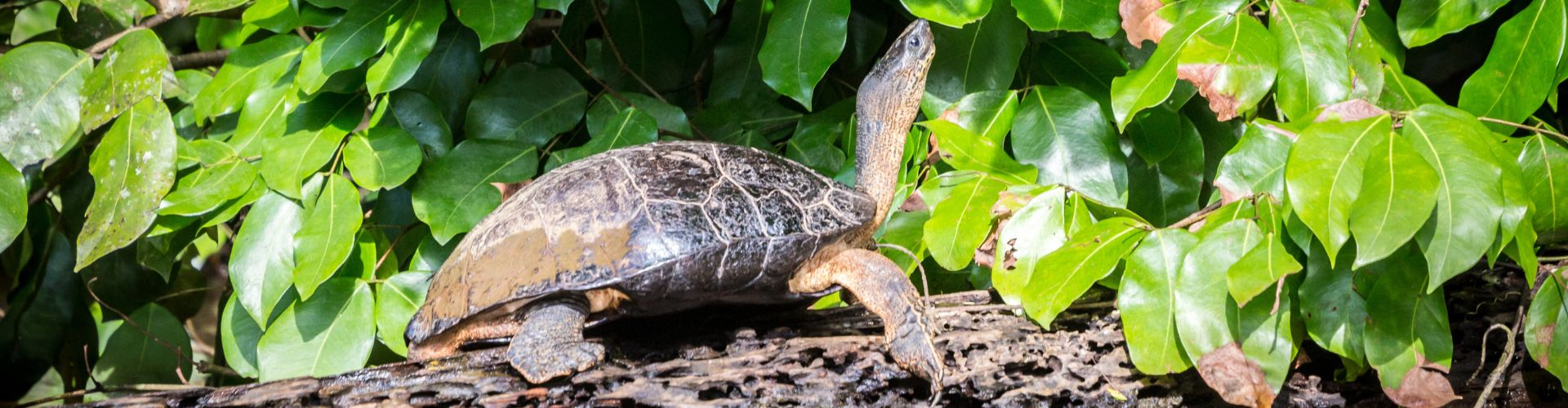 Tortuguero con Manuel Antonio Traslados TUI Spain
