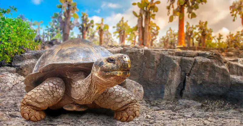 Galápagos: Entre volcanes y naturaleza