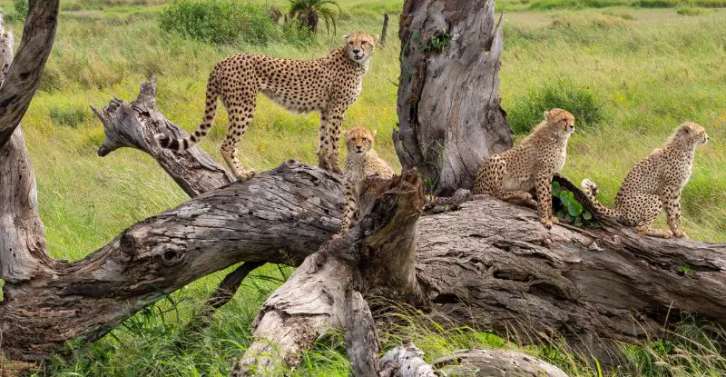 Safari Ngorongoro Ruta 1 - Opción 1 - salida lunes