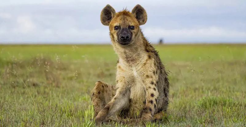 Safari Ngorongoro Ruta 1 - Opción 2 - salida lunes