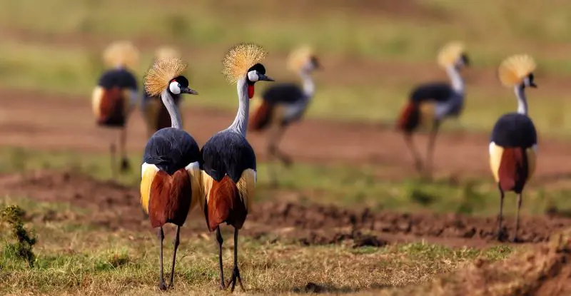 Colores de Kenia y Tanzania