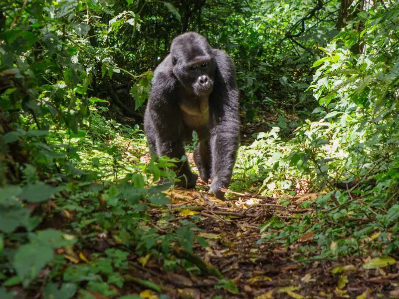 Kenia Express - Extensión Gorilas de Montaña