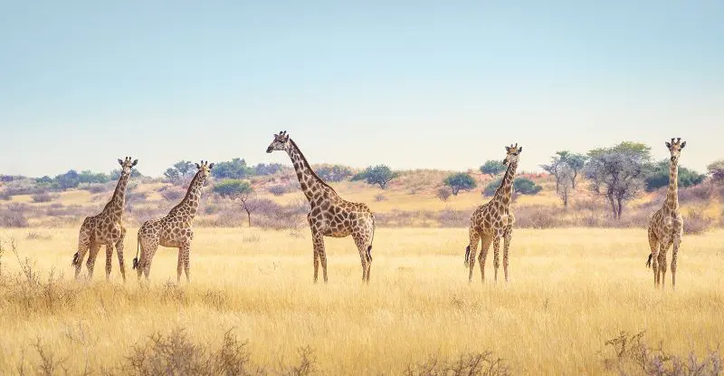 Namibia a tu aire