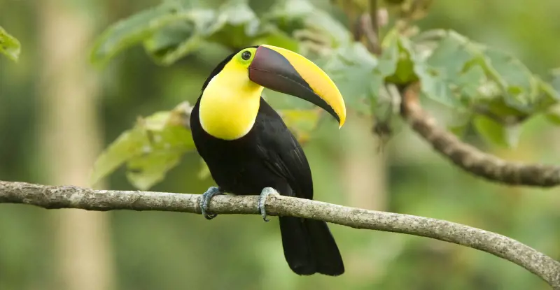 Naturaleza y Playa con Manuel Antonio