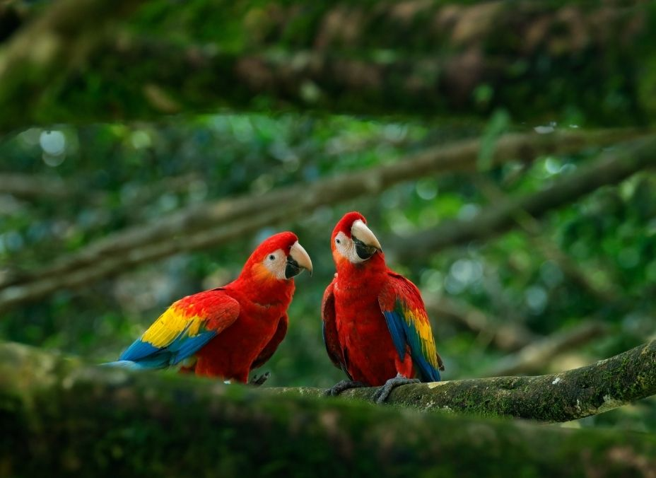 Parques Nacionales de Costa Rica con Manuel Antonio