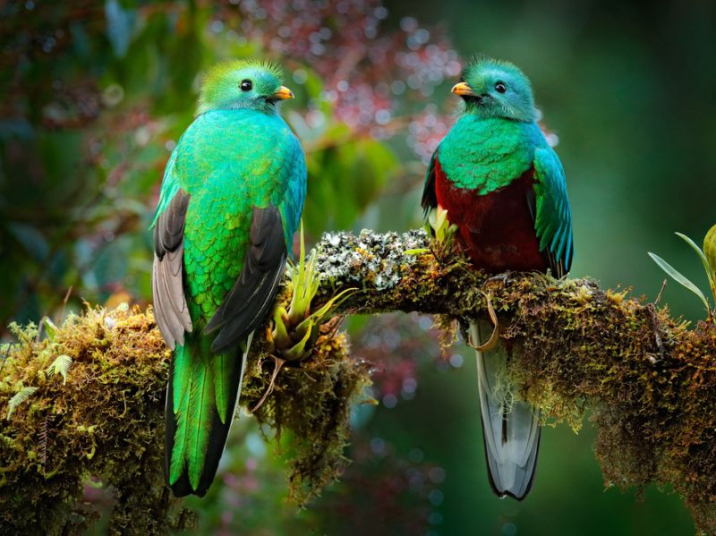 Costa Rica - Puente de Diciembre