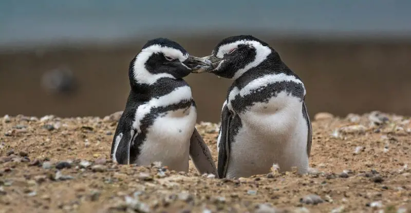 Patagonia Fascinante