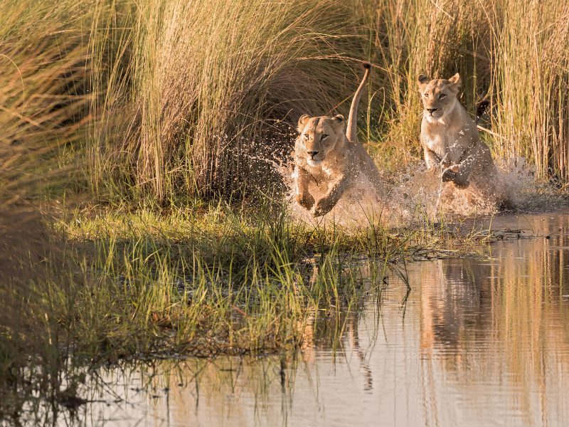 La Ruta del Okavango Premium