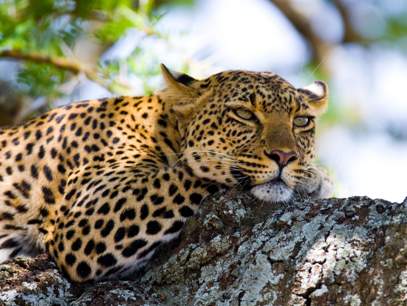 safari kenia tui