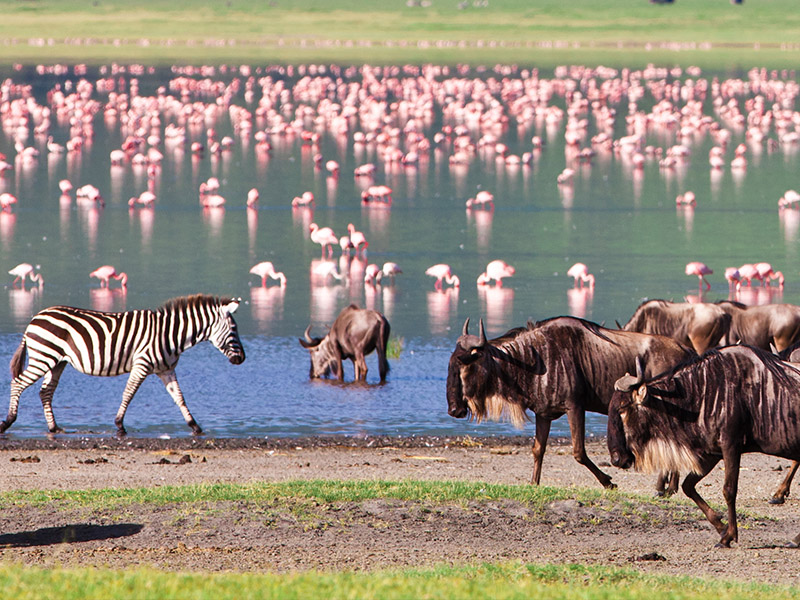 Safari Ngorongoro 