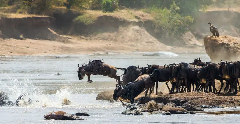 Safari Ngorongoro Ruta 1 - llegada miércoles