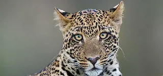 Tanzania