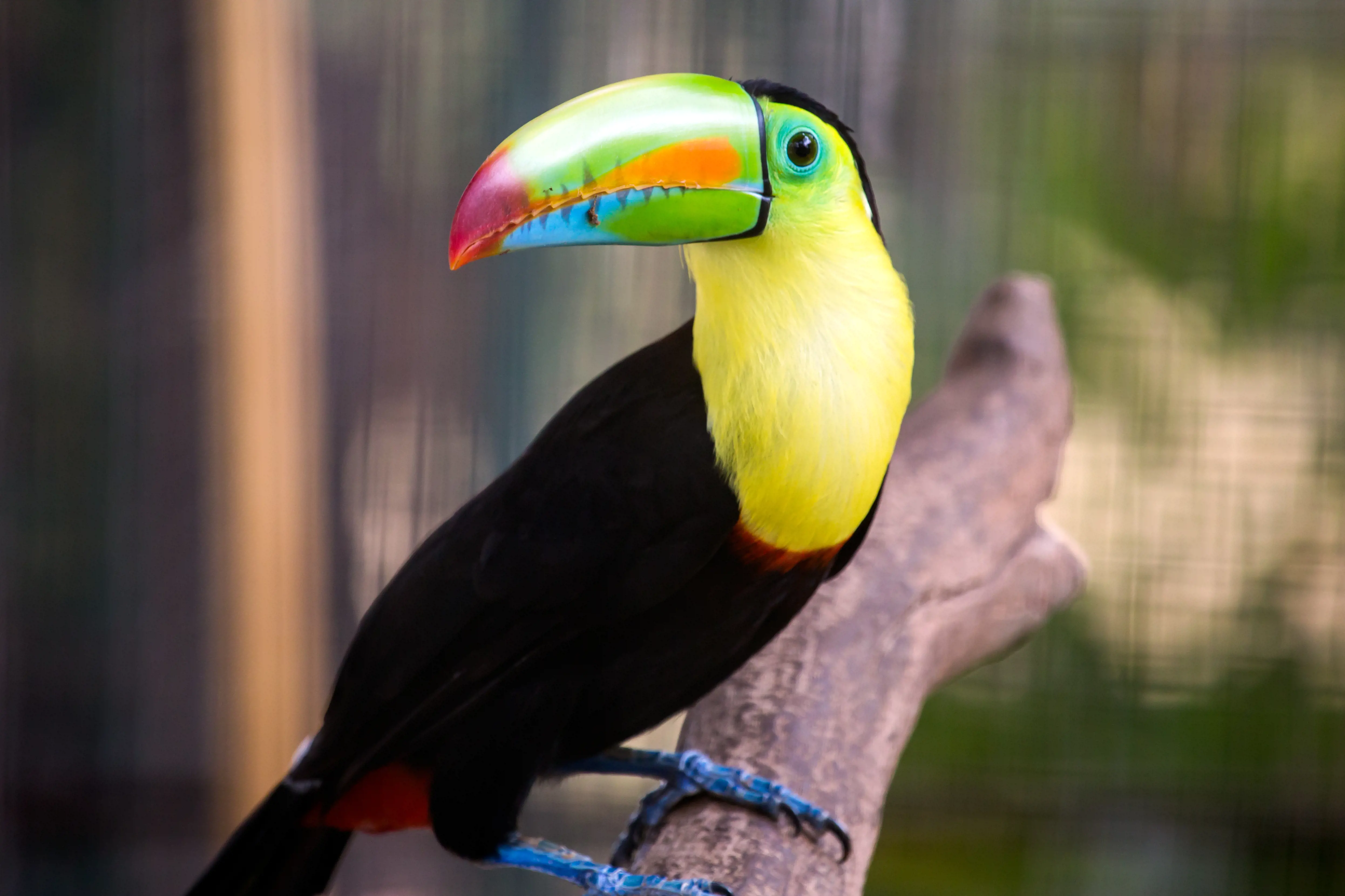 Gran Tour de Panamá