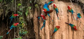 Perú
