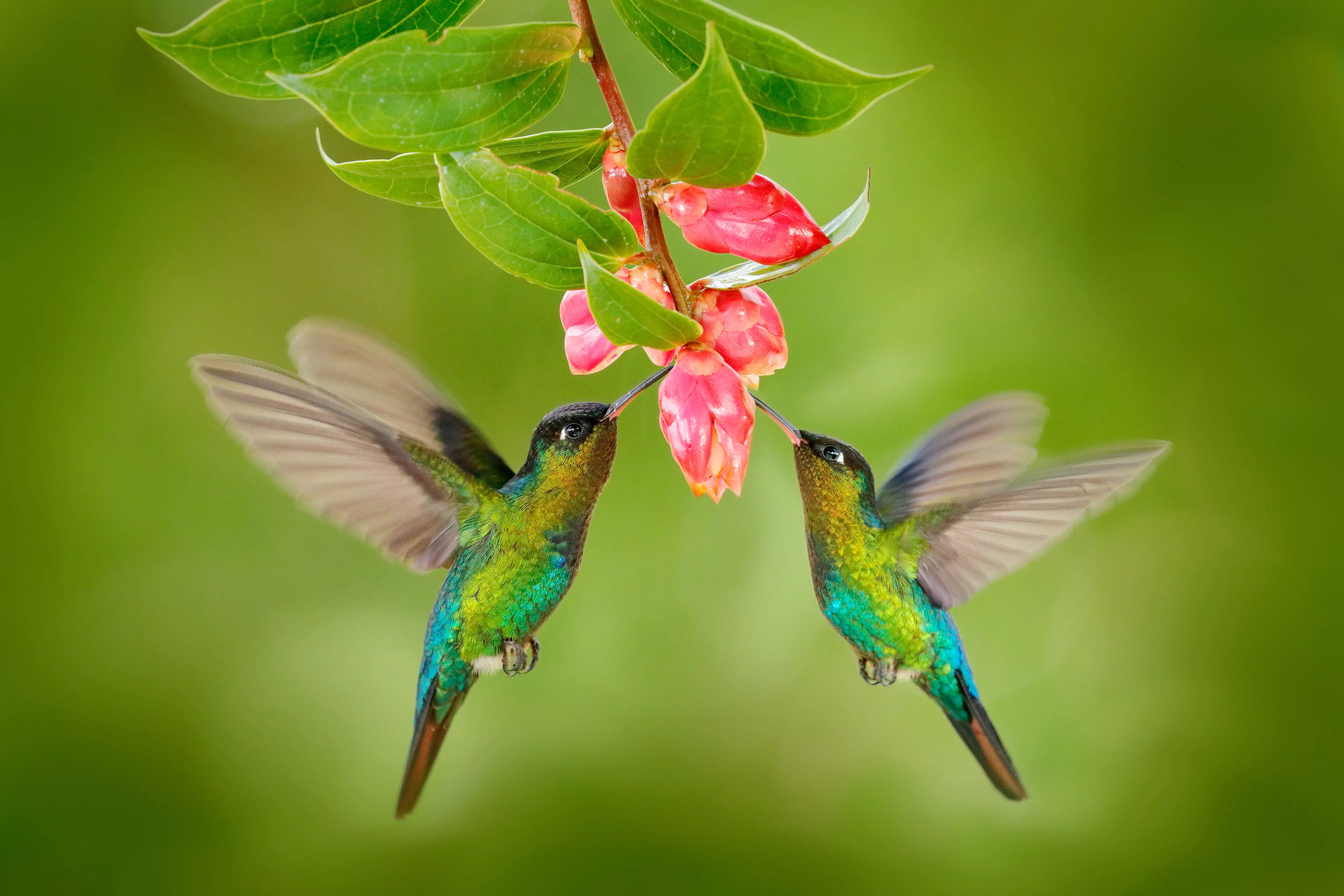 Costa Rica Romántica