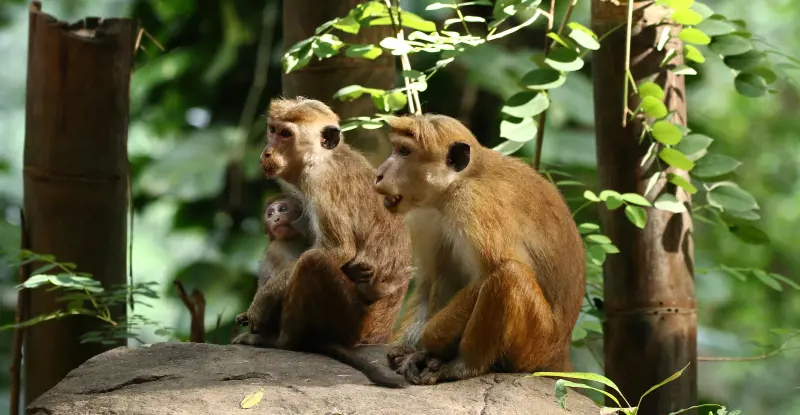 Paisajes de Sri Lanka