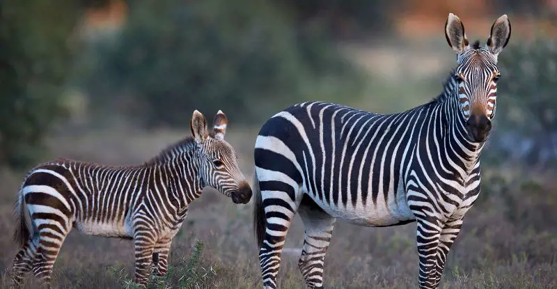 Gran Tour de Sudáfrica