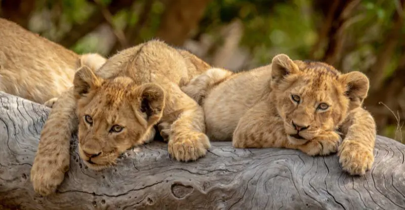 Esencia de Sudáfrica