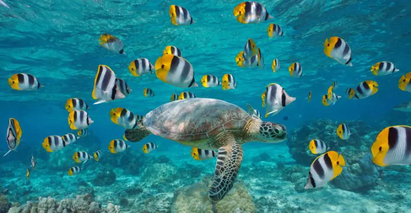 Bora Bora, Taha’a y Tahití