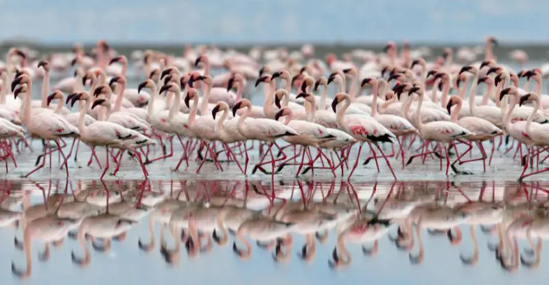 Explorando el lago Natrón