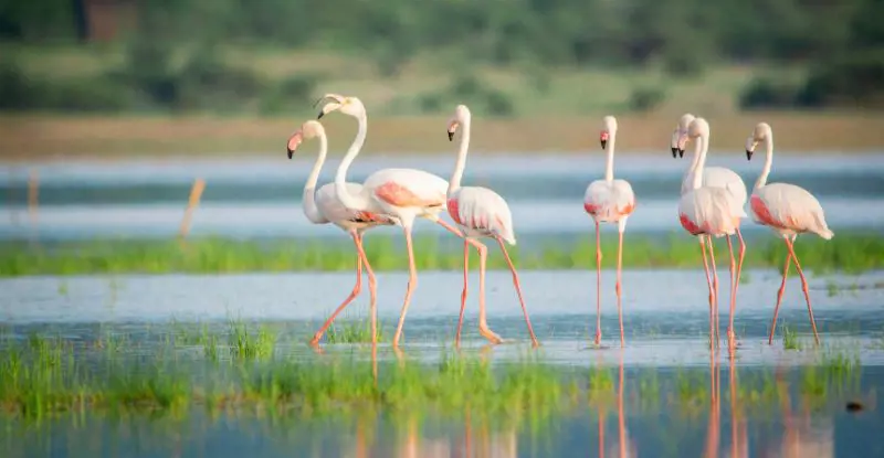 Horizontes de Tanzania