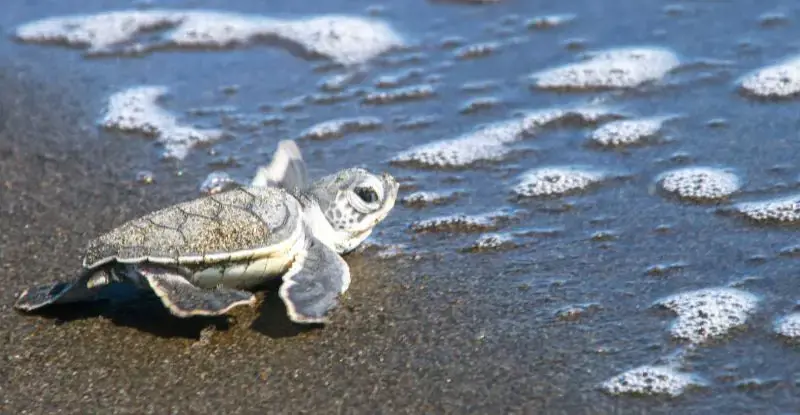 Tortugas y Volcanes
