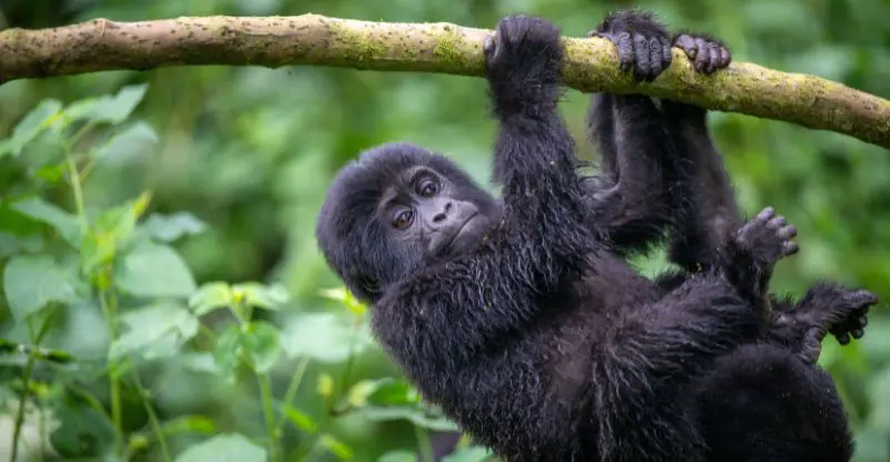 Lo mejor de Uganda, Kenia y Tanzania